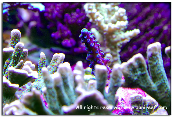 Acropora austera blu