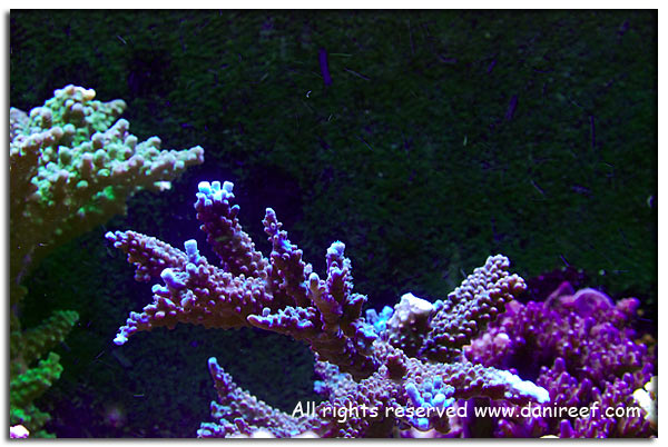 Acropora sp.