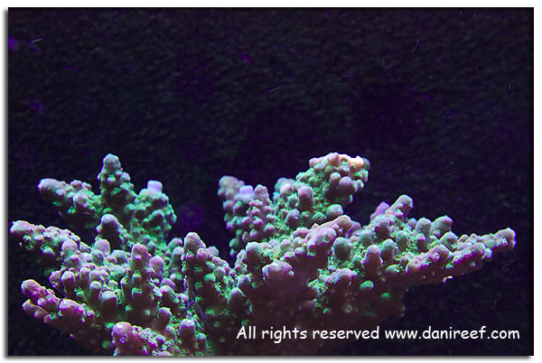 Acropora sp. gialla
