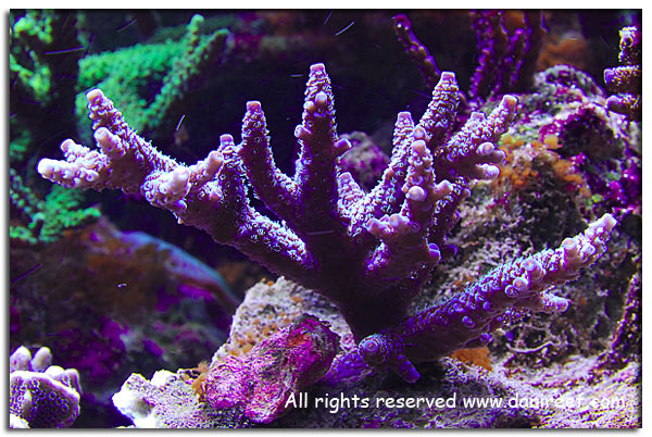 Acropora millepora viola