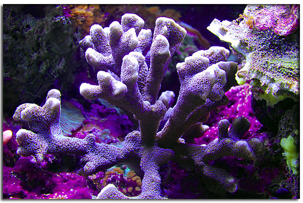 Montipora digitata azzurro/violetto