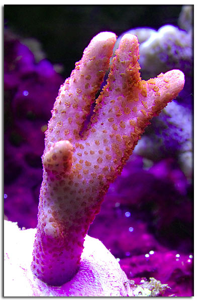 Montipora digitata arancione rosa
