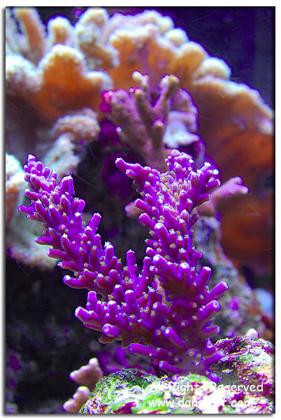 Acropora nana