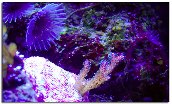 Pocillopora tricolor