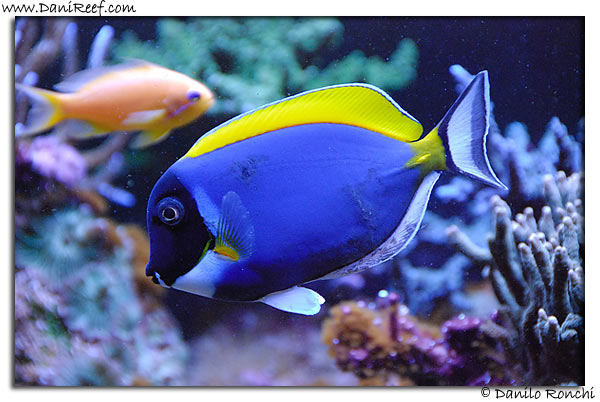 Acanthurus Leucosternon ferito - wounded