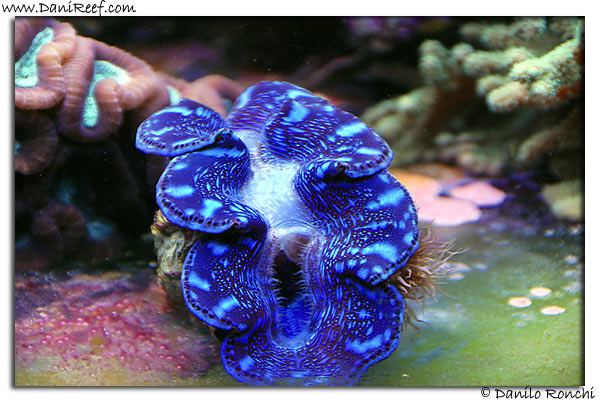Tridacna Maxima