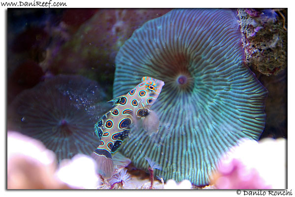 Sinchyropus picturatus