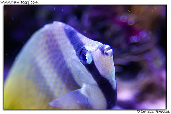 Chaetodon Kleinii