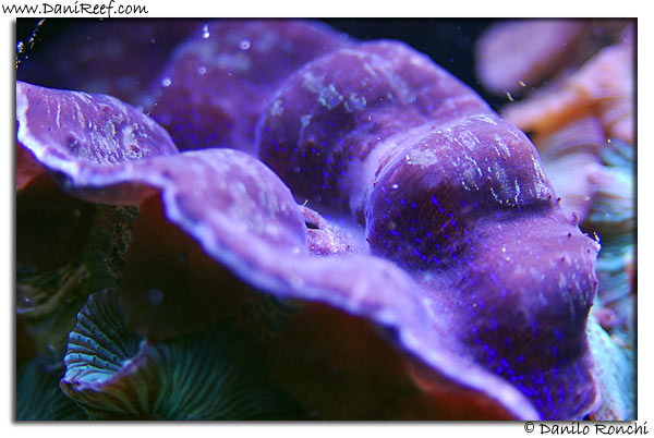 Tridacna Maxima