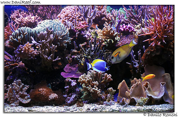 Giancarlo Molendini Tank