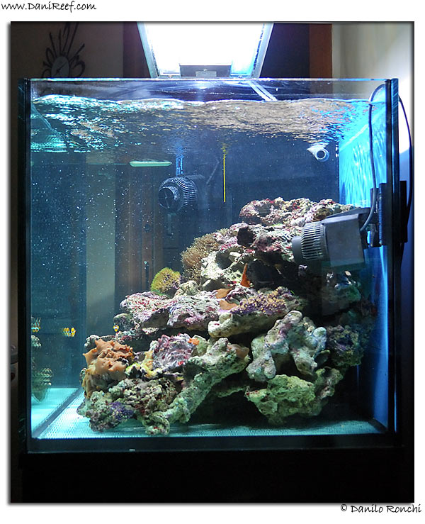 AndreaRoss Tank