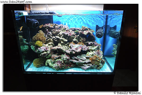 AndreaRoss Tank