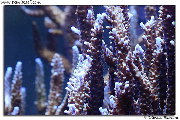 Acropora microphtalma
