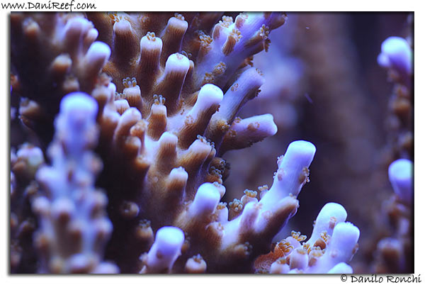 Acropora microphtalma