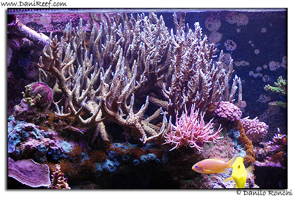 Acropora microphtalma