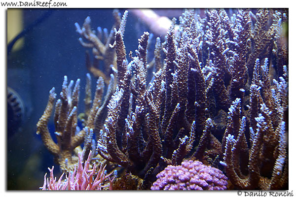 Acropora microphtalma