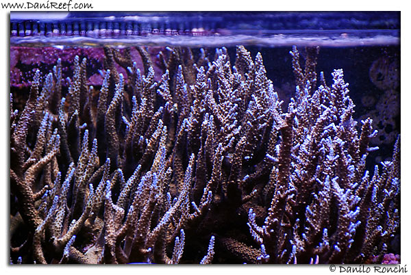 Acropora microphtalma