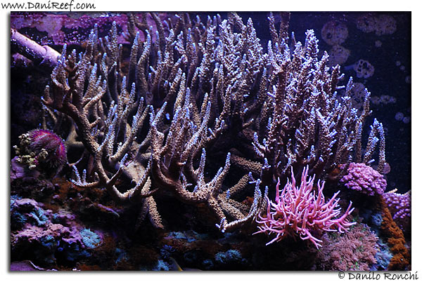 Acropora microphtalma