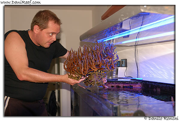 Acropora microphtalma