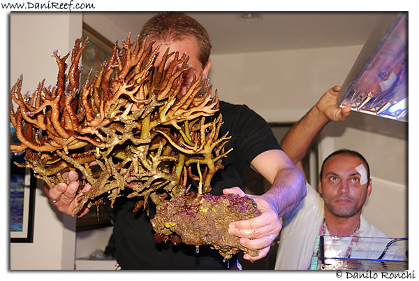 Acropora microphtalma
