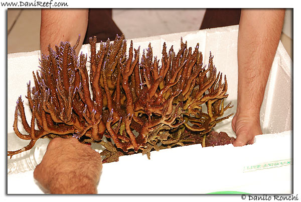Acropora microphtalma