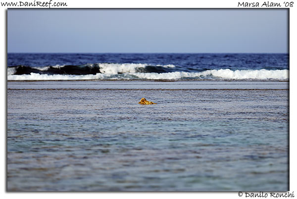 Holiday Beach Resort Beach Marsa Alam Red Sea