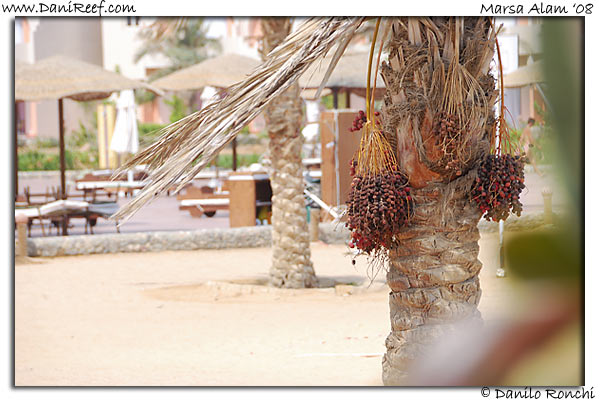 Holiday Beach Resort