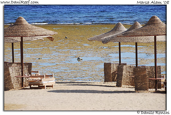 Holiday Beach Resort Beach Marsa Alam Red Sea