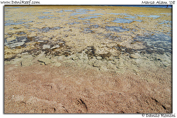 Holiday Beach Resort Beach Marsa Alam Red Sea