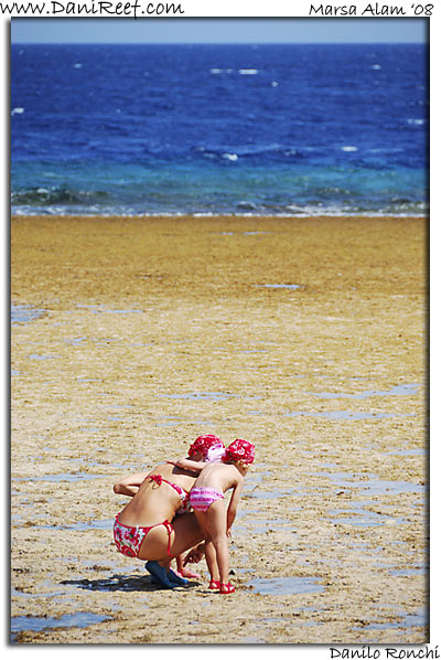 Holiday Beach Resort Beach Marsa Alam Red Sea