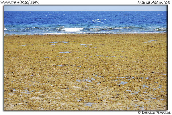 Holiday Beach Resort Beach Marsa Alam Red Sea