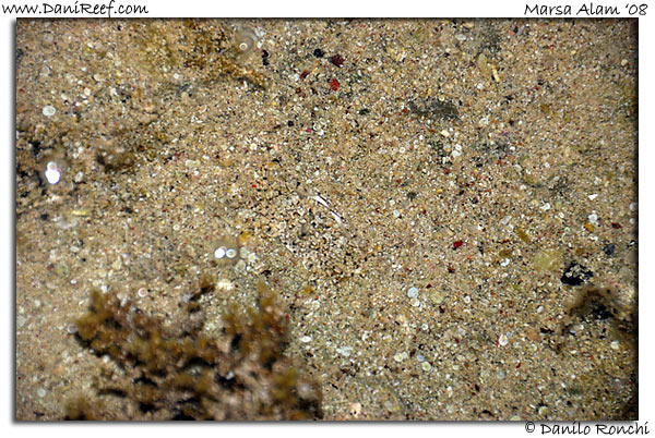 granchio - crab
