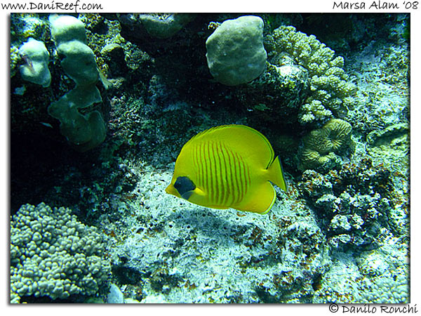 Holiday Beach Resort Beach Marsa Alam Red Sea Lagoon