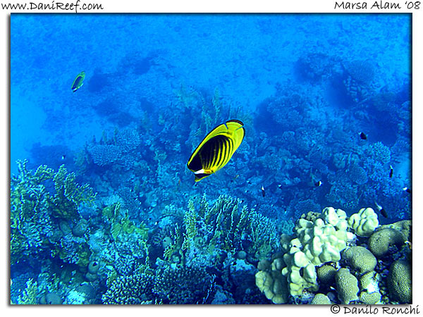 Holiday Beach Resort Beach Marsa Alam Red Sea Lagoon