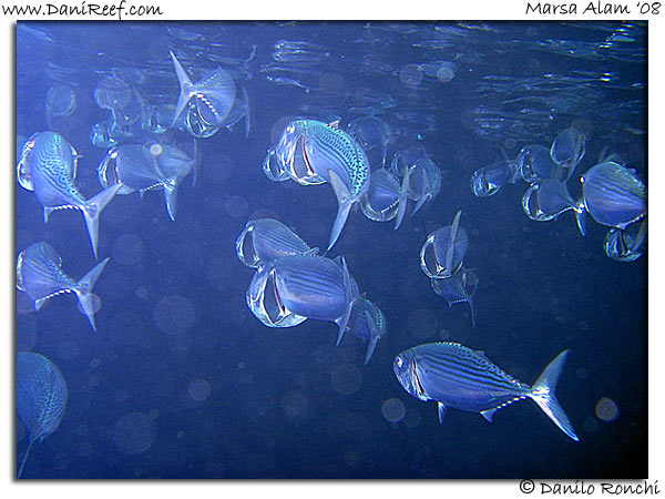 Holiday Beach Resort Beach Marsa Alam Red Sea Lagoon