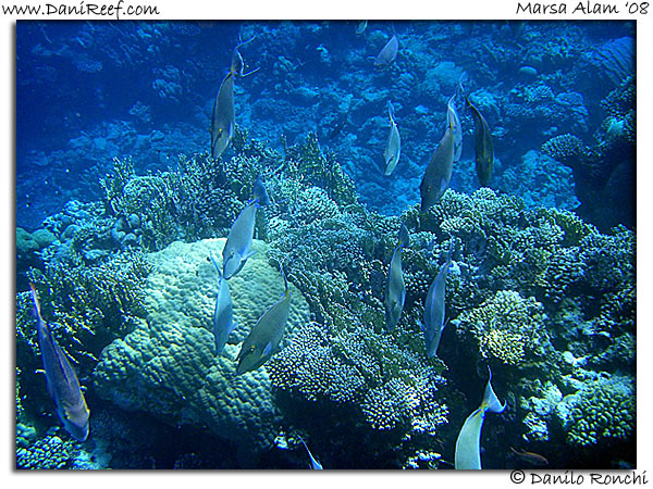 Holiday Beach Resort Beach Marsa Alam Red Sea Lagoon