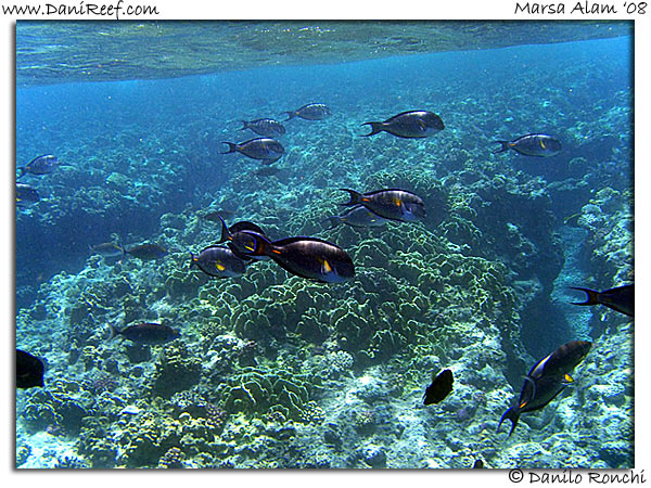Holiday Beach Resort Beach Marsa Alam Red Sea Lagoon
