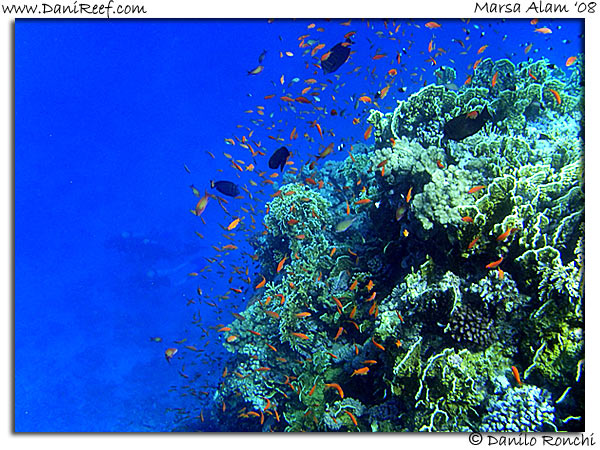 Holiday Beach Resort Beach Marsa Alam Red Sea Lagoon