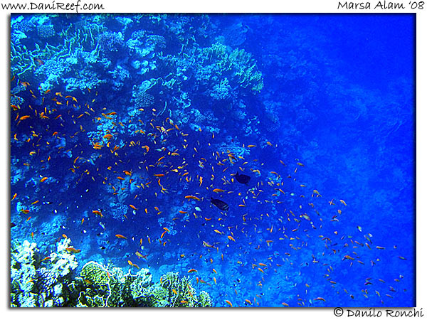 Holiday Beach Resort Beach Marsa Alam Red Sea Lagoon