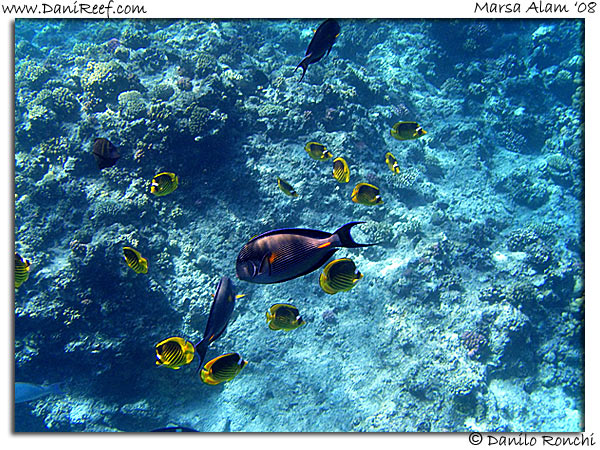 Holiday Beach Resort Beach Marsa Alam Red Sea Lagoon