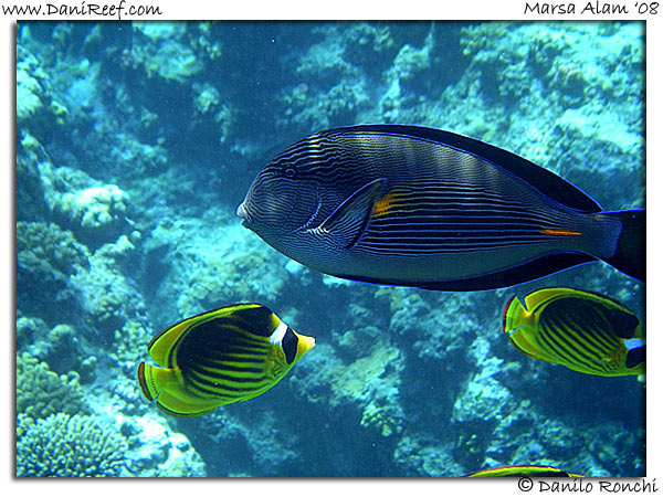 I raggi del sole che penetrano l'acqua tropicale creano giochi di luce (glitter lines), tipiche di una sorgente luminosa non diffusa.