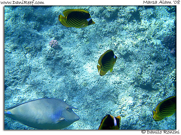 Holiday Beach Resort Beach Marsa Alam Red Sea Lagoon