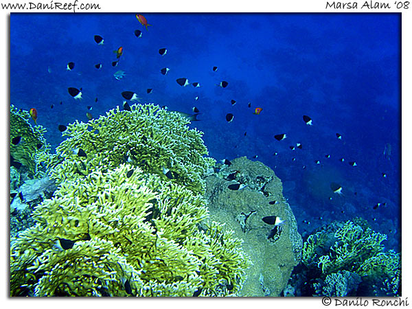 Holiday Beach Resort Beach Marsa Alam Red Sea Lagoon