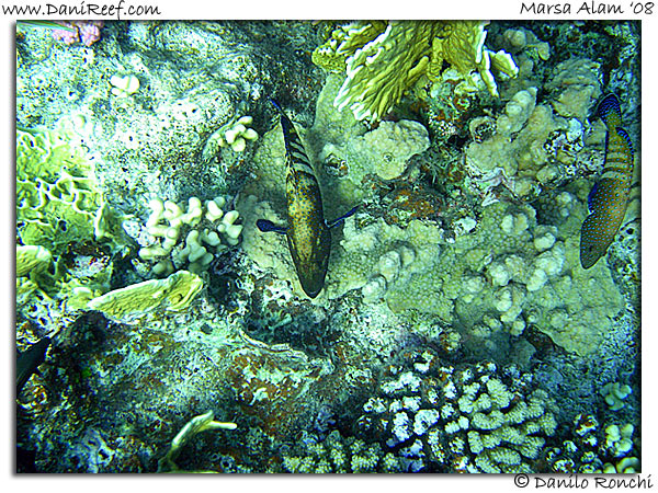 Holiday Beach Resort Beach Marsa Alam Red Sea Lagoon