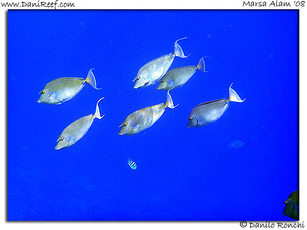 Holiday Beach Resort Beach Marsa Alam Red Sea Lagoon