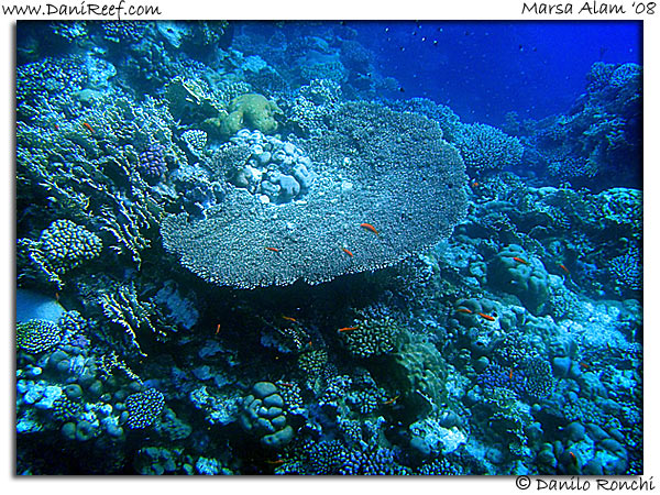 Holiday Beach Resort Beach Marsa Alam Red Sea Lagoon