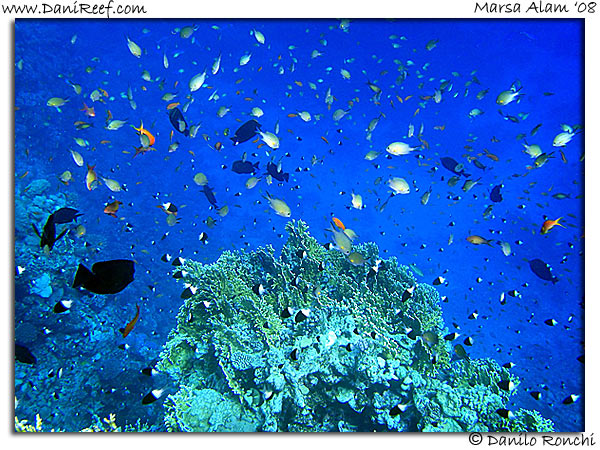 Holiday Beach Resort Beach Marsa Alam Red Sea Lagoon