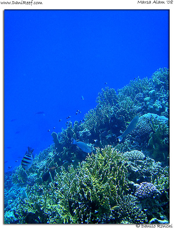 Holiday Beach Resort Beach Marsa Alam Red Sea Lagoon