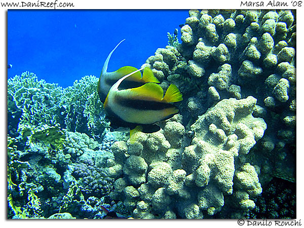 Holiday Beach Resort Beach Marsa Alam Red Sea Lagoon