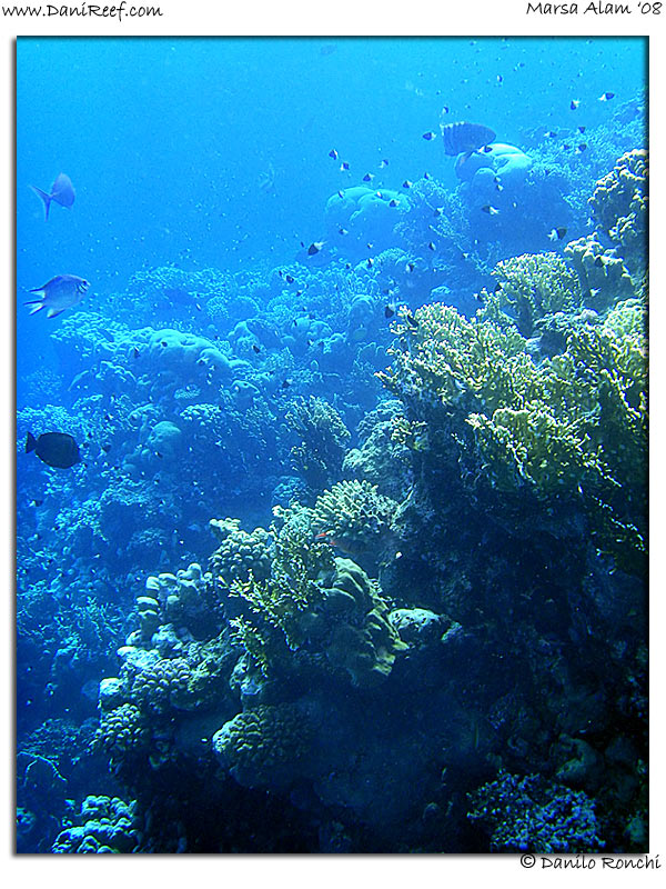Holiday Beach Resort Beach Marsa Alam Red Sea Lagoon